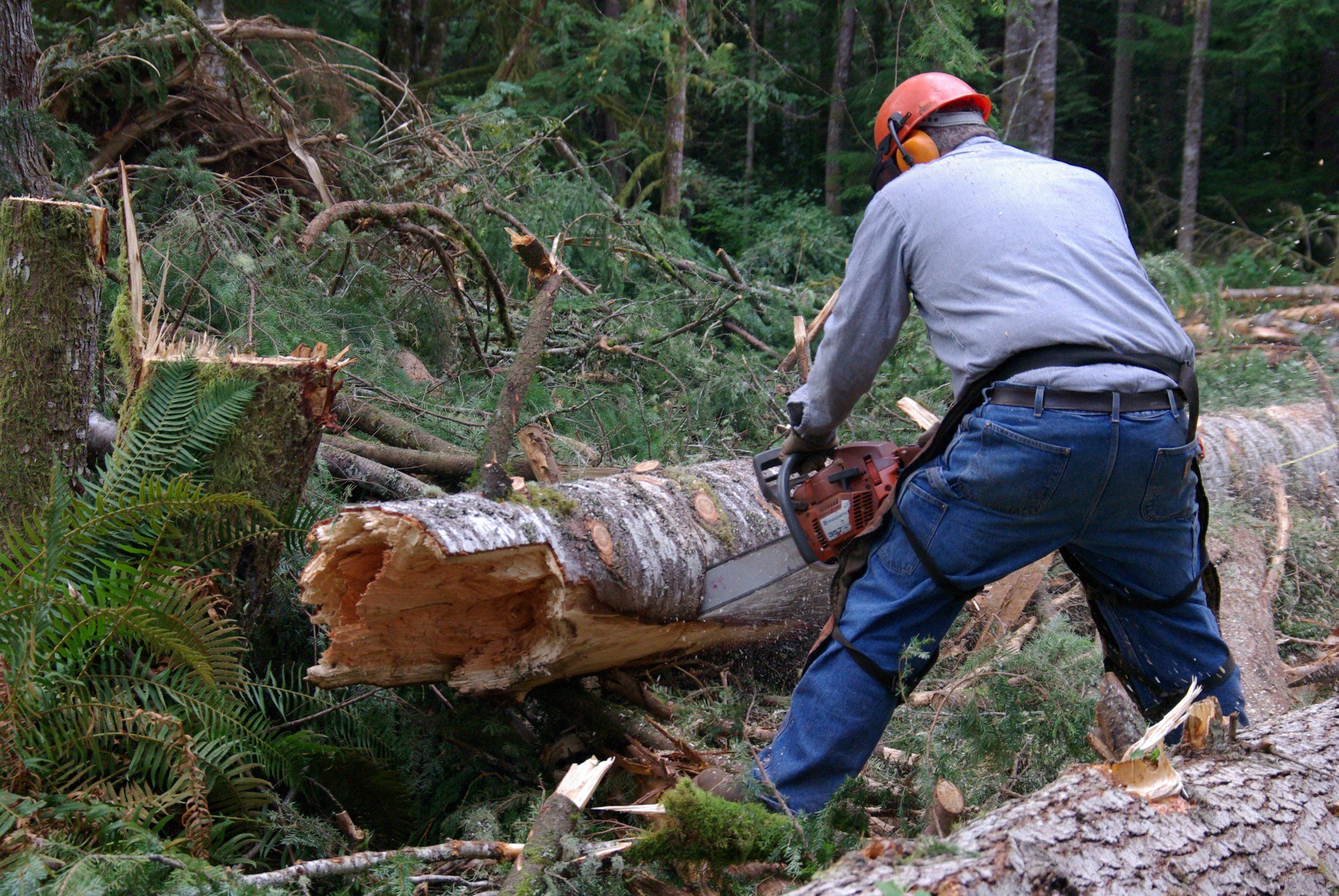 A sawyer in a hard hat and ear protection bucks a downed conifer log with a chainsaw among storm debris.